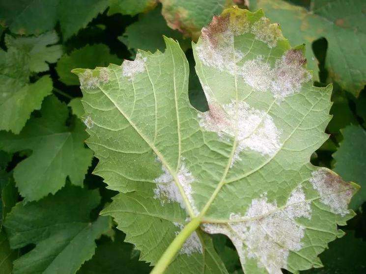 露天葡萄进入幼果期，霜霉病发生严重？转变思路，提早预防很关键