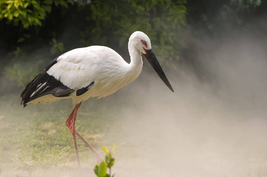 广东常见鸟类图谱图文,广东常见鸟类图谱