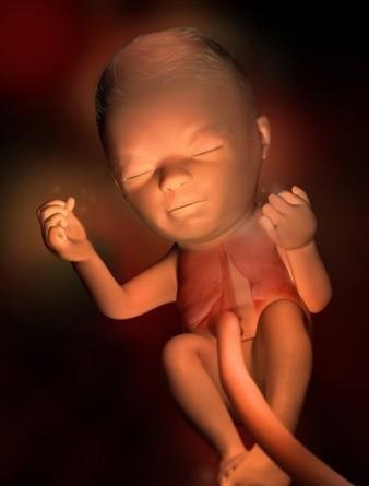 胎儿发育全过程标本,是否能看到胎儿的发育过程