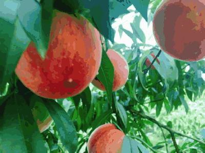 富含花青素的水果和食物有哪些,补充花青素最好的水果是什么