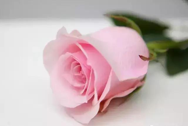 4000种不一样的玫瑰品种大全,100种玫瑰品种图鉴大全