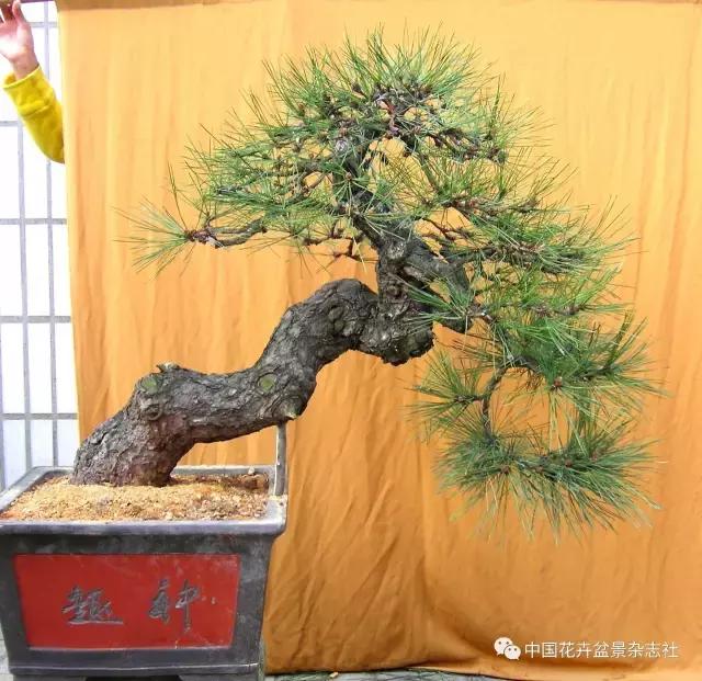 盆景黑松造型欣赏 (黑松盆景造型实例大全)