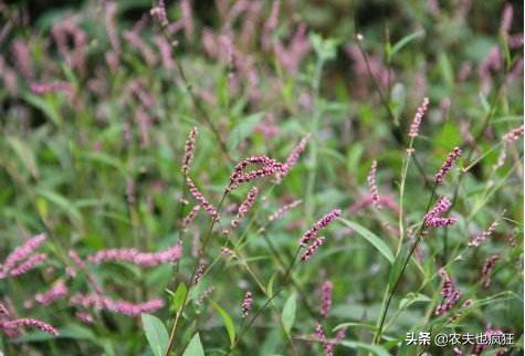 这种野草比辣椒还辣,过去酿酒离不开它,用它捕鱼更是一绝