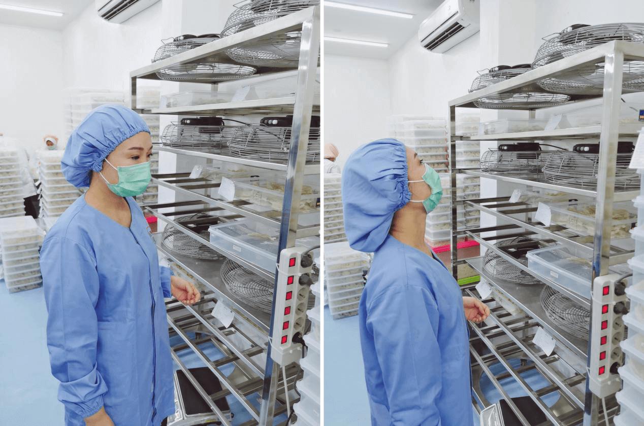 燕窝真没营养吗,燕窝假货可靠吗