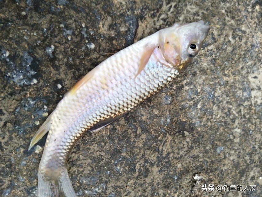 山溪钓小鱼视频,山间小溪钓溪石斑鱼视频