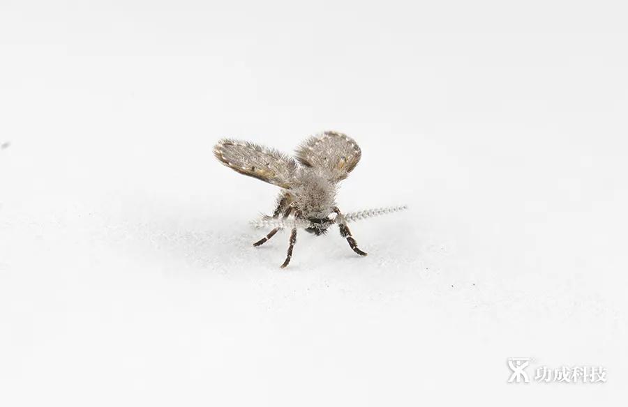 卫生间小虫子蛾蠓怎么来的,卫生间有小虫蛾蚋怎么治