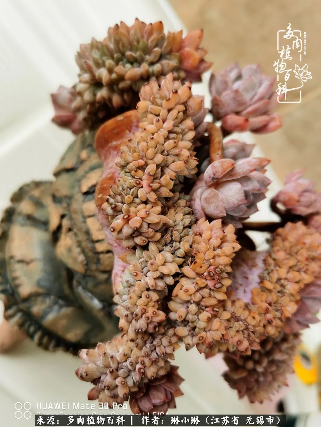 又到多肉变美时，一切都鼓励我积极向前