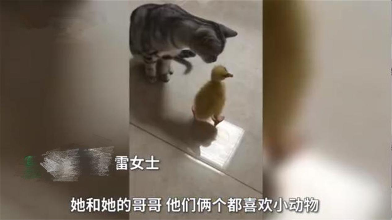 妈妈买小鹅当宠物越养越大,给小孩养鹅当宠物好吗