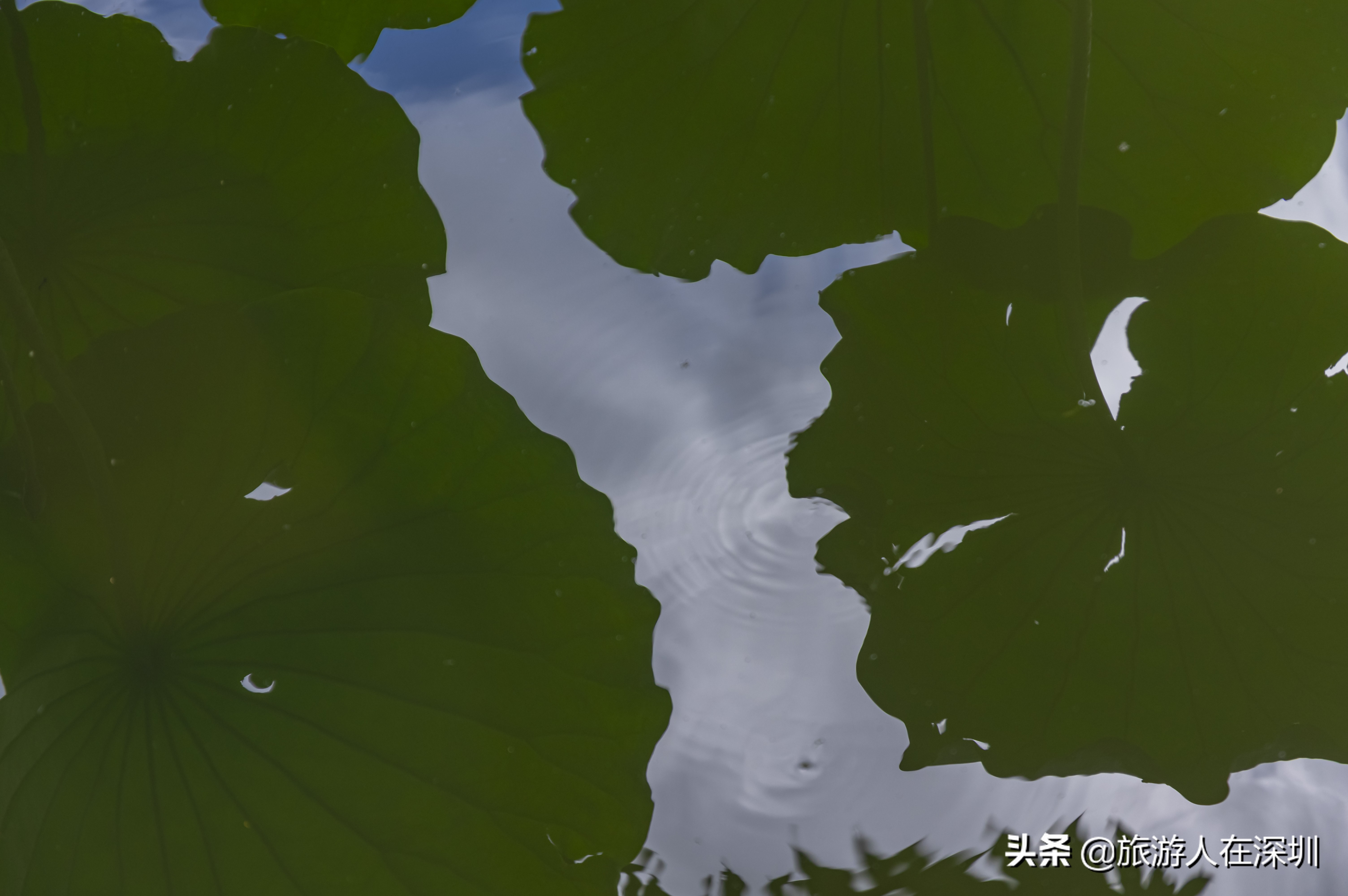 洪湖公园深圳免费景区,深圳市洪湖公园开放