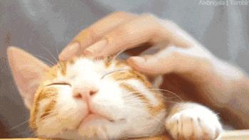 关于猫咪的可爱故事,可爱的小猫咪儿童故事