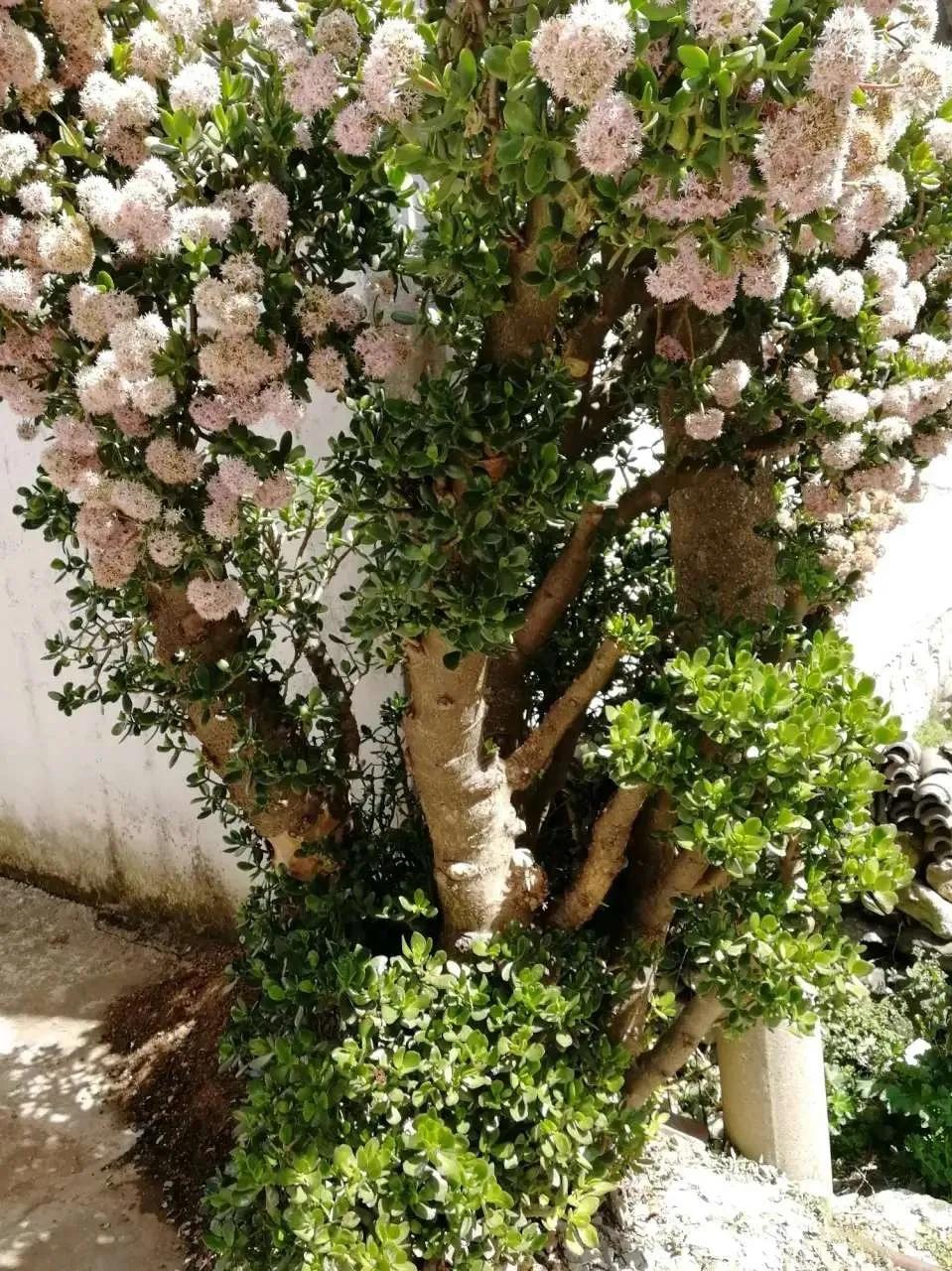 扦插花的养殖方法和技巧,养花扦插有妙招多肉