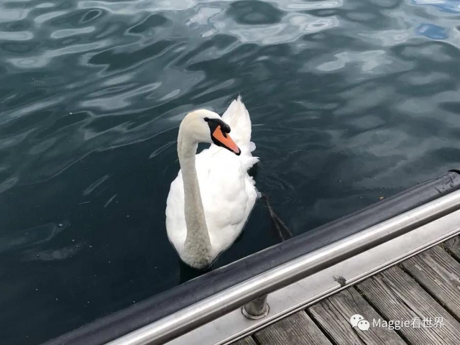 除了美，一无所有！跟我一起去体验瑞士欧洲之巅的旅程吧！