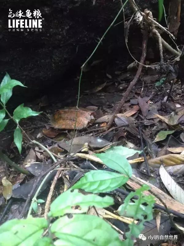 枫叶龟品种及图片大全,地龟和枫叶龟的区别