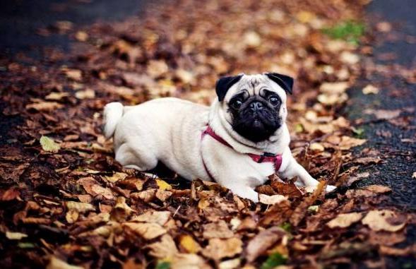 正宗巴哥犬的特征,巴哥犬的五大优点和缺点