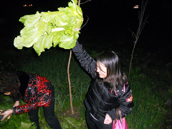 炎陵县偷花,炎陵偷花