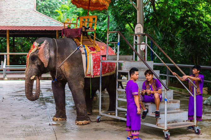西双版纳曼听公园看大象,西双版纳曼听公园大象体重