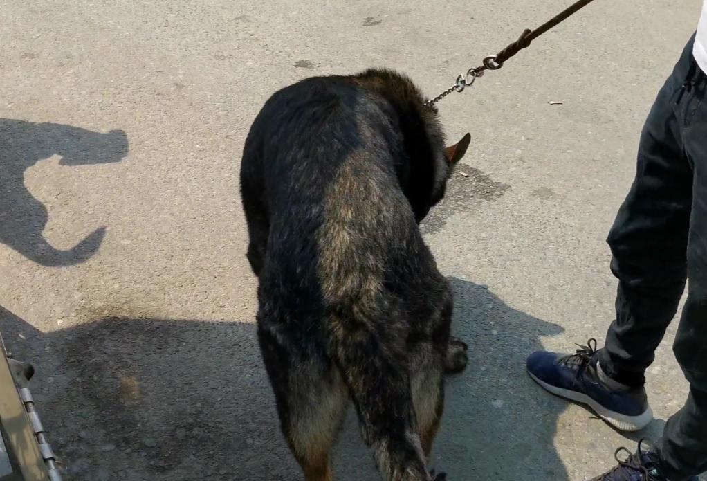 昆明犬和东德哪个更加凶猛,昆明犬与东德狼灰犬很像