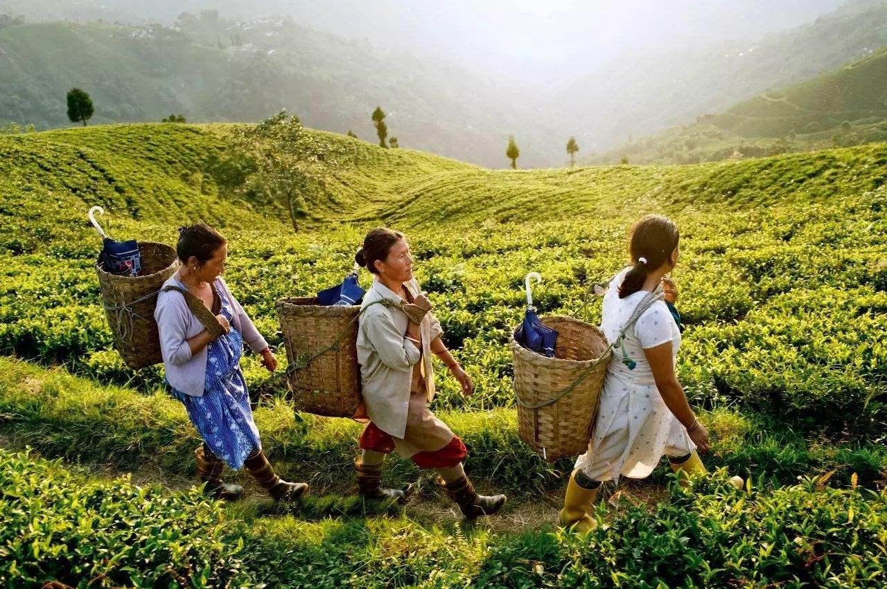 引发了两次战争后，为何中国红茶被放弃