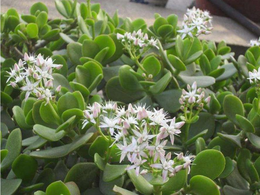 网购的植物好看又好养活的有哪些,网上买什么植物好看好养