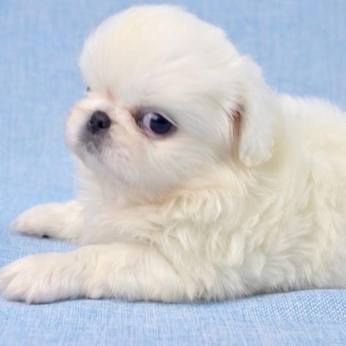 如何挑选小狗狗三个技巧,如何挑选幼犬