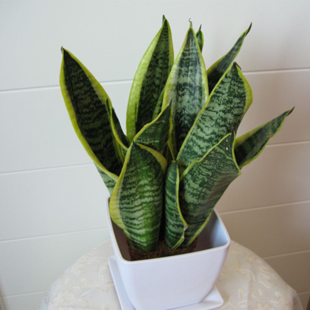 如何养好虎皮兰,怎样养好虎皮兰