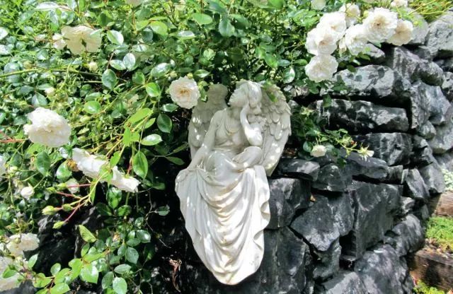 干货分享种植小技巧,混合花境设计与种植建议