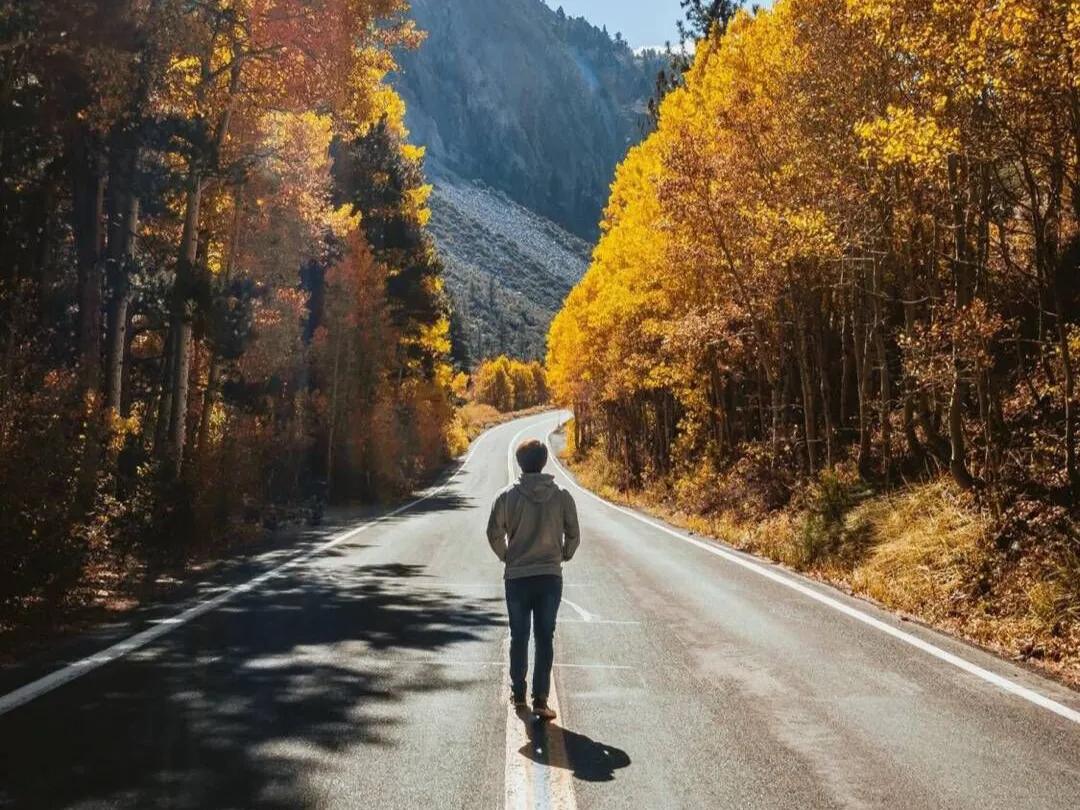 倔强的牵牛,倔强的紫藤花