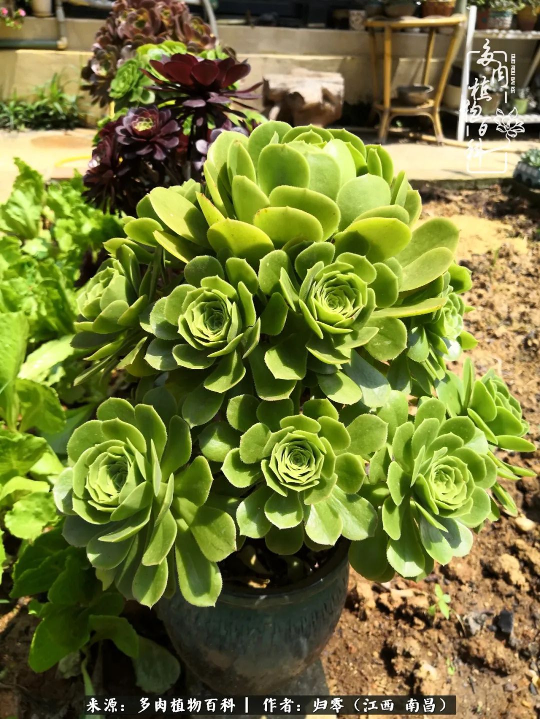 人生转个弯,在小院遇见落入凡间的多肉小精灵