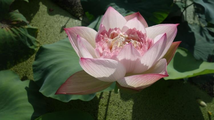 今天分享几十种荷花品种图鉴,荷花品种大全及名称图片