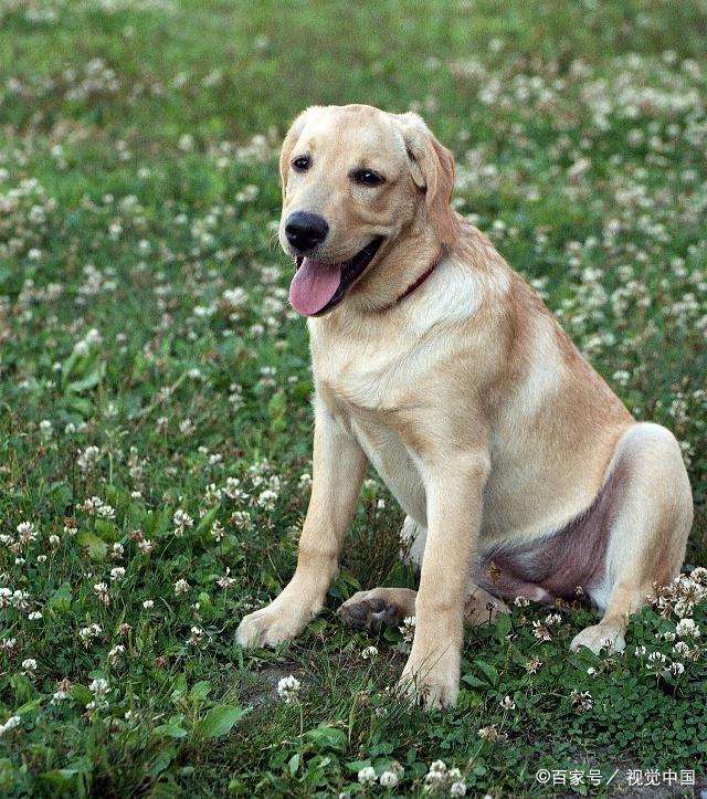 深度剖析拉布拉多犬的优缺点,拉布拉多是性格最好的犬种吗