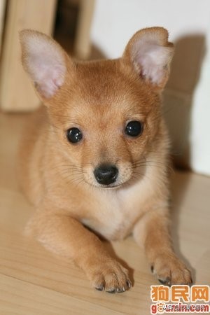 比尼熊狗狗价格,阿拉斯加狗狗价格