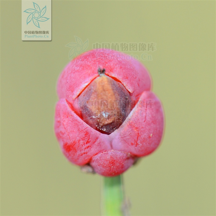 藁本神农本草经,神农本草经葛根原文