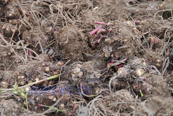 藁本神农本草经,神农本草经葛根原文