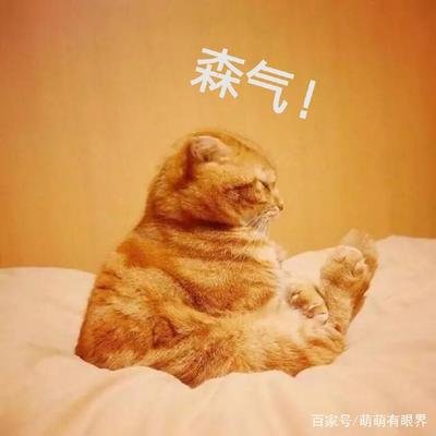猫猫铲屎官生气表现,铲屎官把猫弄应激怎么办