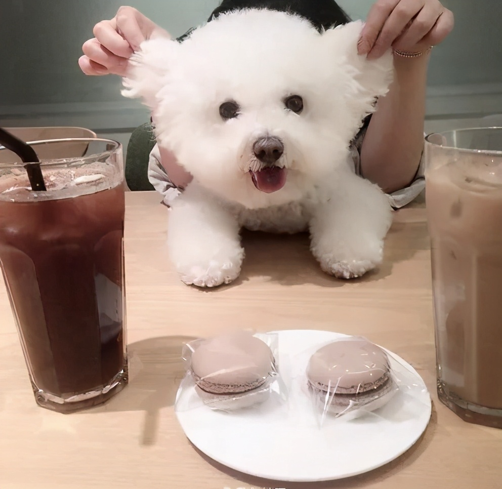 比熊博美幼犬有口臭,比熊狗狗口臭是病吗