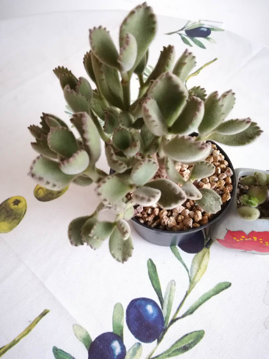 韩版杂交多肉,韩版多肉什么意思