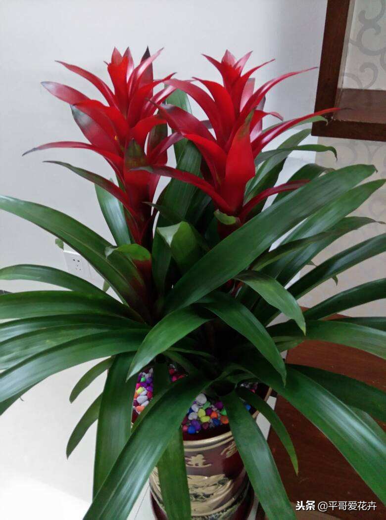 鸿运当头结了四个月的花苞不开花,鸿运当头的花怎么养不死