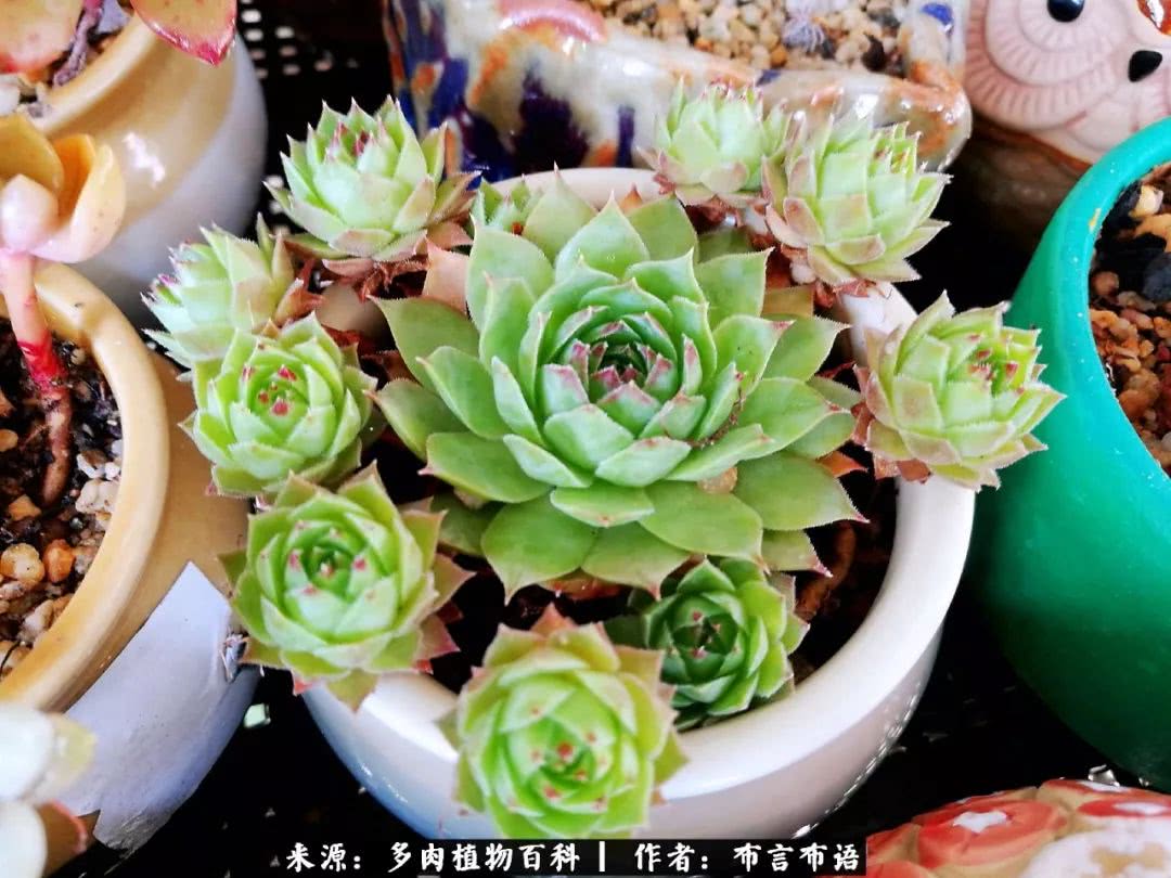 多肉的真实生活感悟,多肉的生活感悟