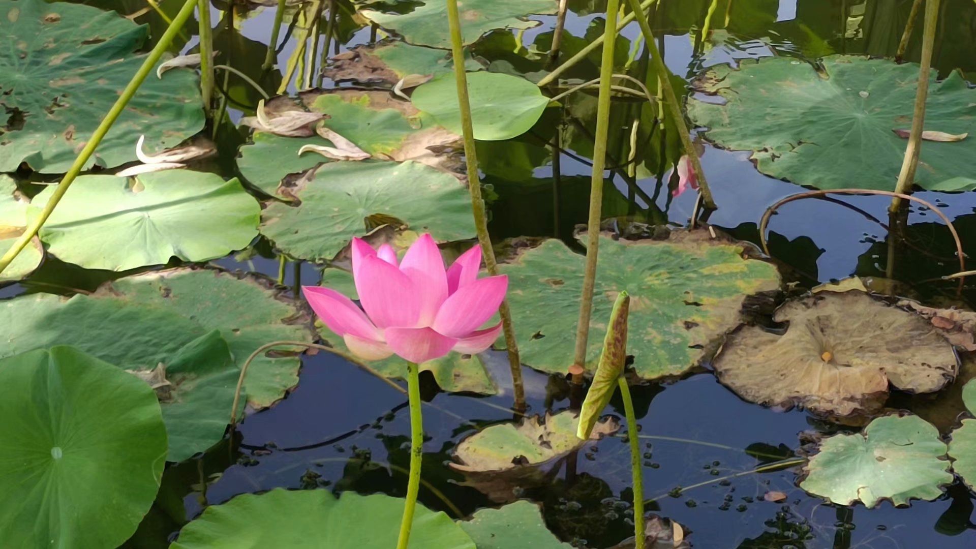 出淤泥而不染濯清涟而不妖原文,出淤泥而不染濯清涟而不妖行书