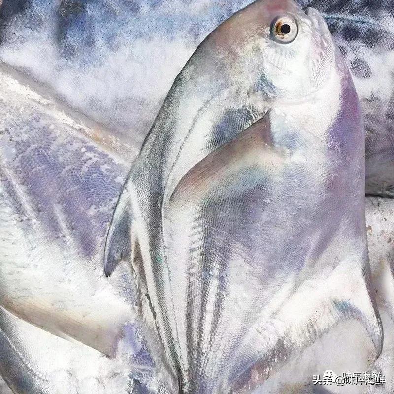 海鱼为什么有的咸有的不咸,海鱼喝海水不觉得咸吗