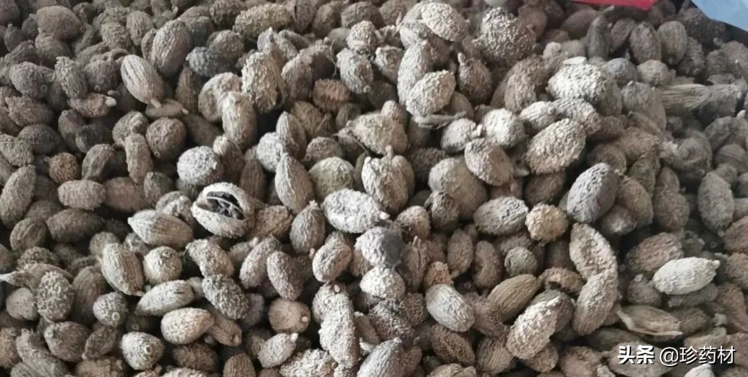 药材市场今日观察第五期,药材市场每日观察二十四期