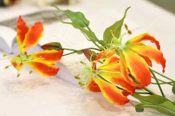 花语大全：各种鲜花的花语，不同颜色寓意也不一样啊