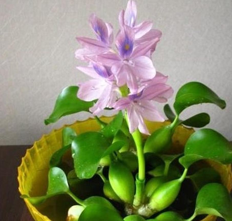 水浮莲的生长特点,凤眼莲好养吗图片