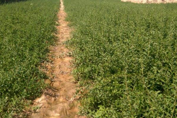 黑枸杞种植条件,黑枸杞种植的方法