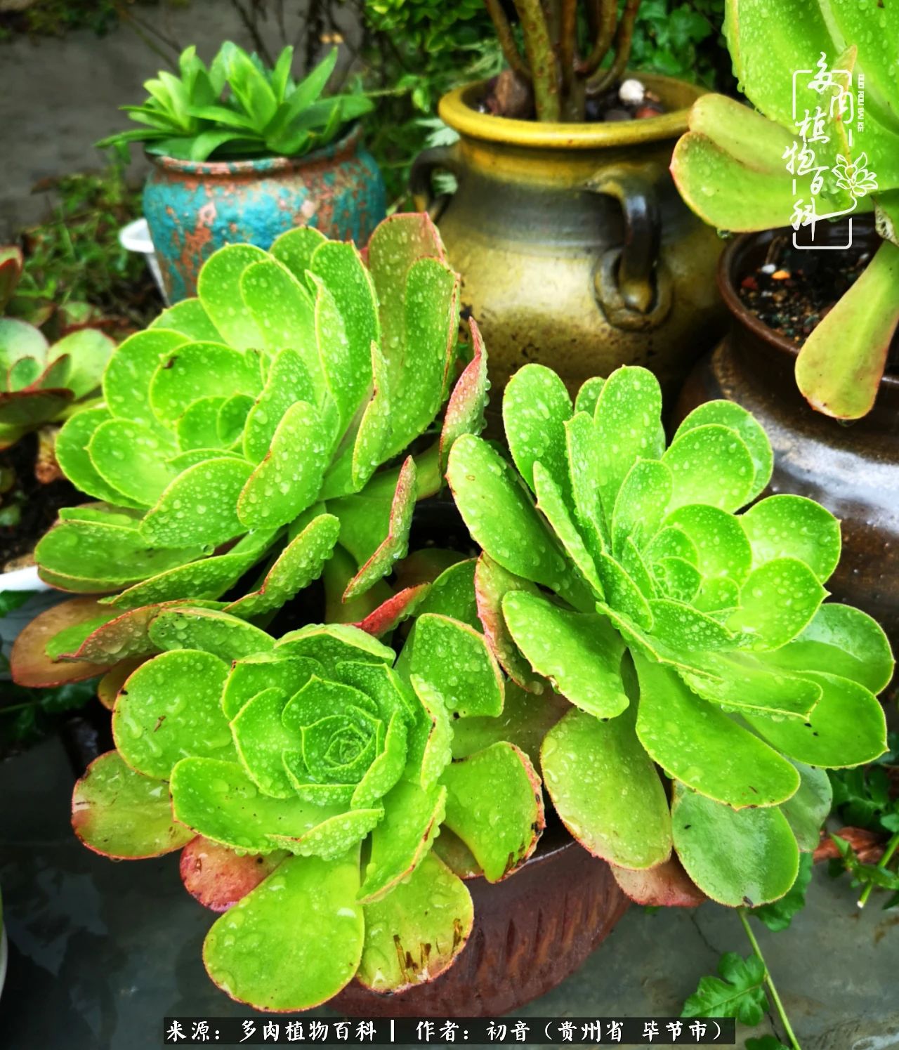 和多肉共度美好时光,与多肉一起成长