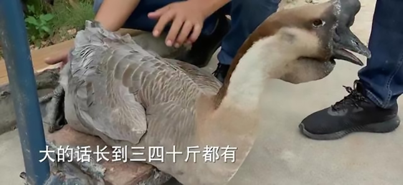 创业养鹅投资700万,年轻的回乡创业者养鹅