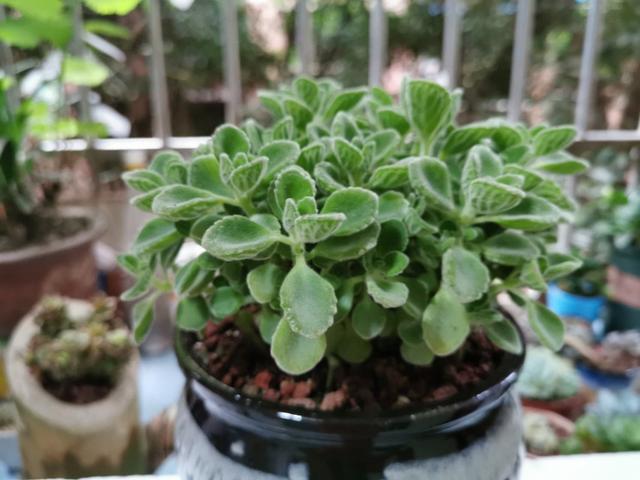 又美又好养还爱爆盆的多肉品种,什么品种的多肉好看又好养