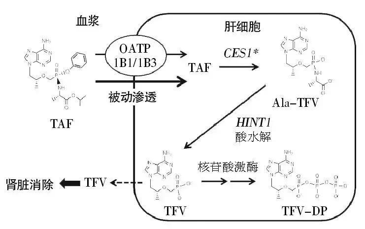 丙酚替诺福韦taf,丙酚替诺福韦乙肝转阴概率