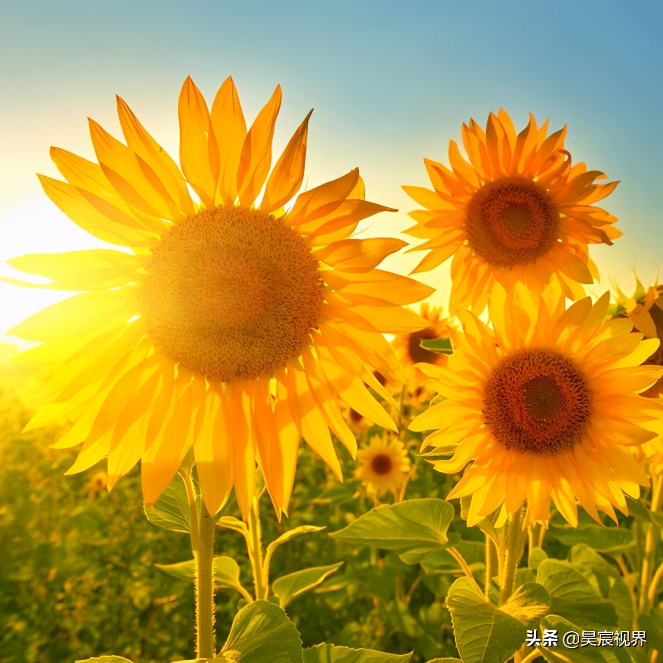 远离自私自利的人,远离自私自利的人文案