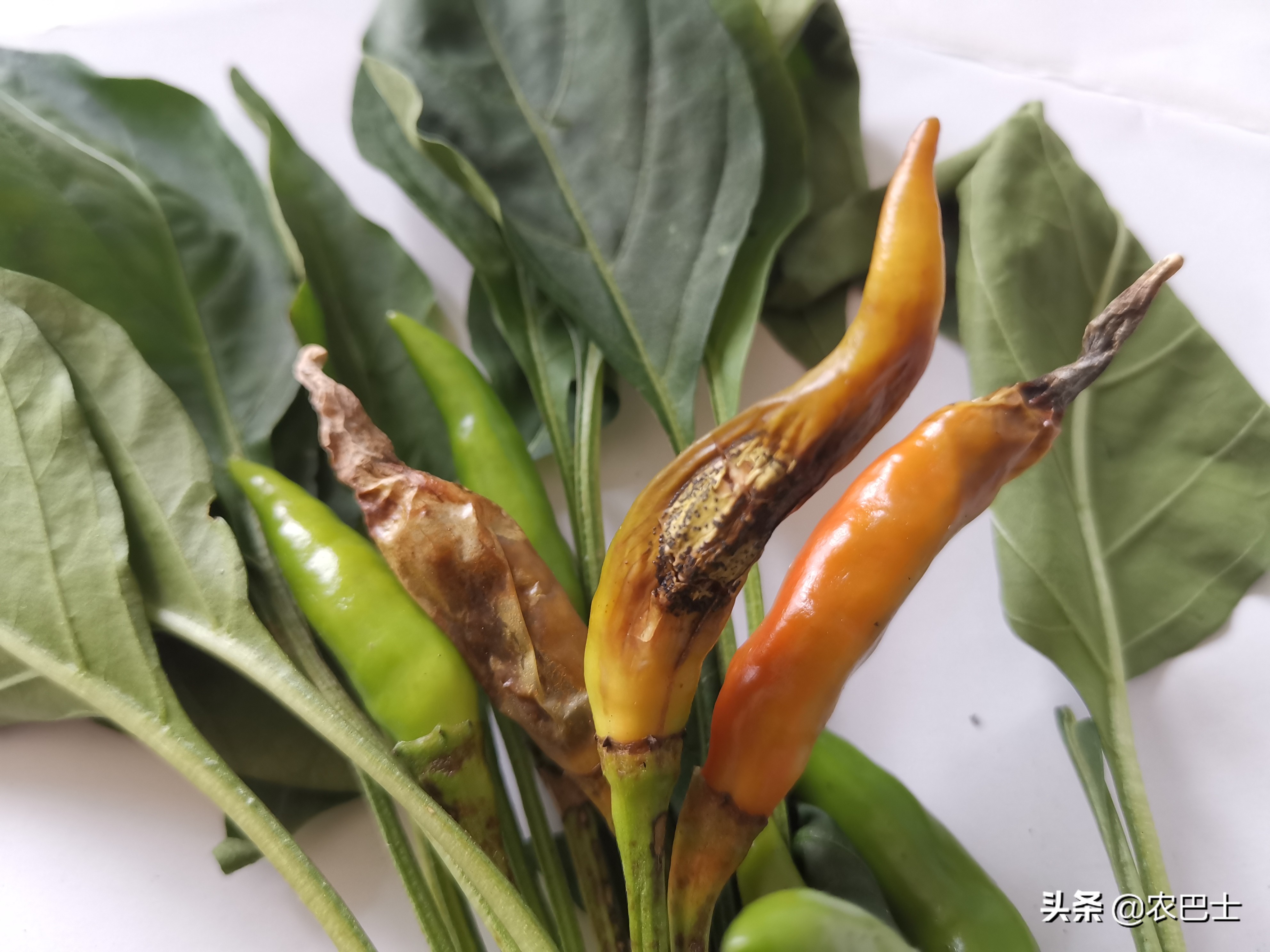 辣椒日灼病和脐腐病,朝天椒辣椒日灼病防治方法